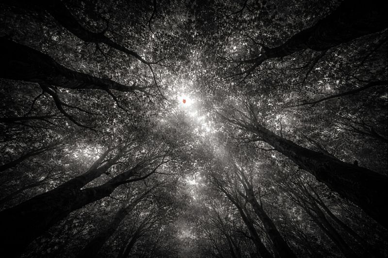 Visul lucid: Istorie, cercetare și controverse